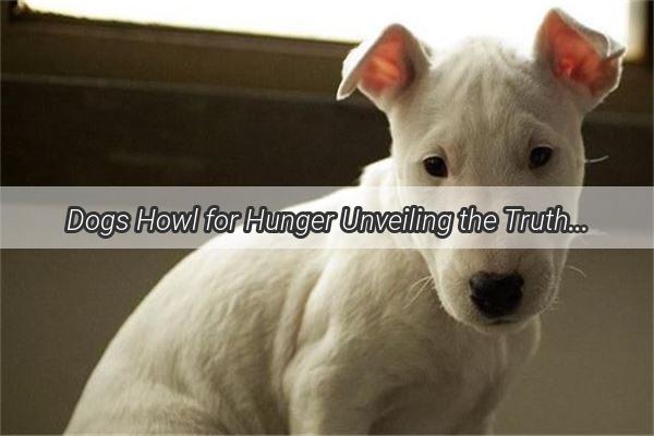 Dogs Howl for Hunger Unveiling the Truth Behind Their Whimpering Appetite